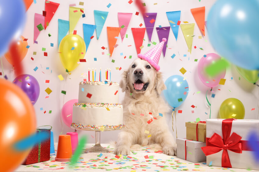 Dog birthday invitations: Labrador celebrating his birthday