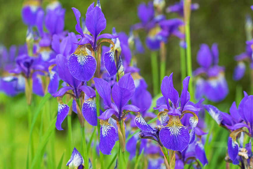 25th wedding anniversary: close up shot of purple irises