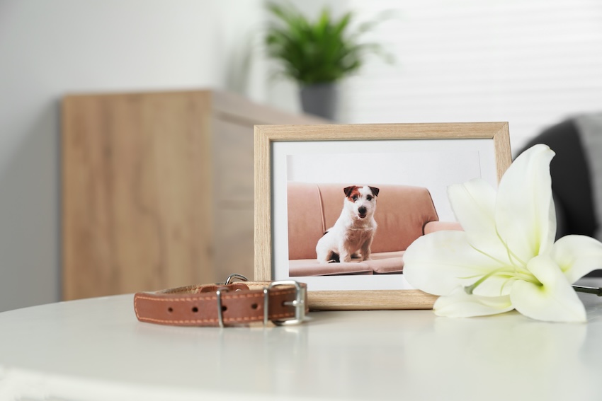 Pet sympathy cards: framed photo of a dog, a collar, and a lily on a table