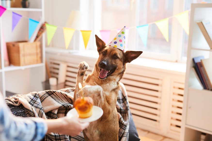 dog birthday party: German Shepherd wearing a party hat