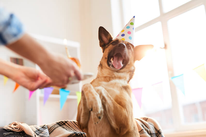 Happy dog celebrating his birthday