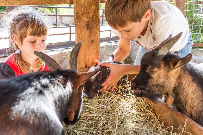 Farm themed birthday party: kids feeding 2 goats and a pig