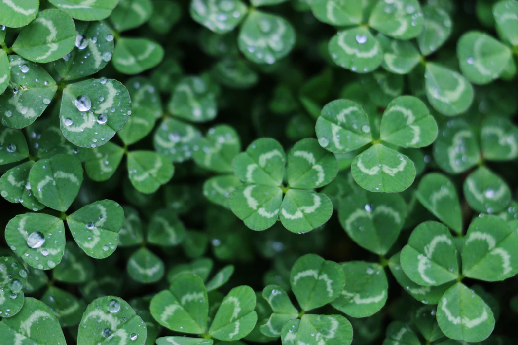 The Best St. Patrick's Day Sayings for Your Party Invitations