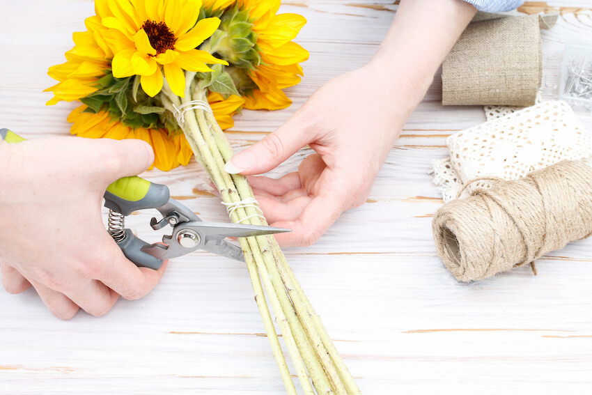 Happy birthday sunflowers: person cutting sunflower stalks