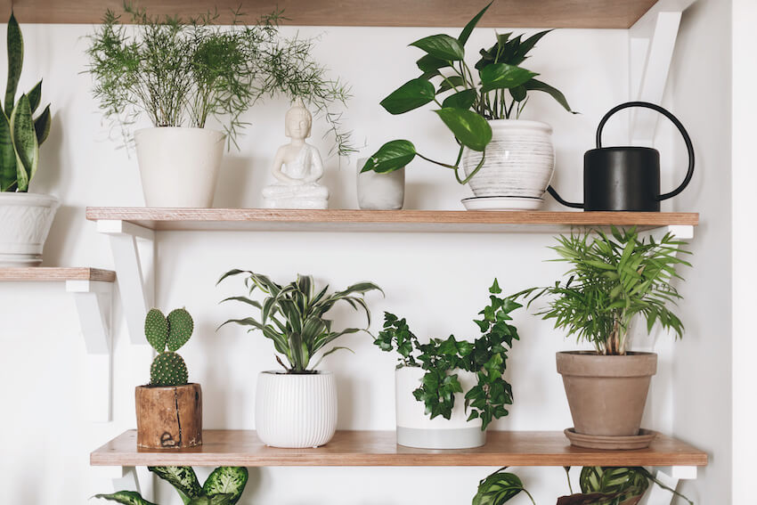 Engagement gift ideas: potted plants on a wooden shelf