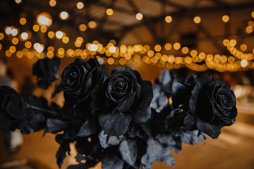 All black wedding: portrait of black roses