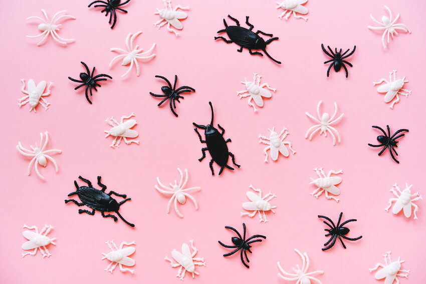 Bug themed birthday party: toy spiders, flies, beetles and cockroaches
